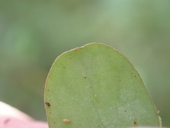Coprosma rigida
