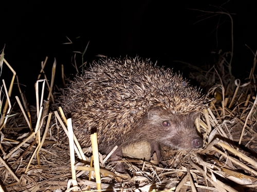 Southern White-breasted Hedgehog, photo 5 of 10