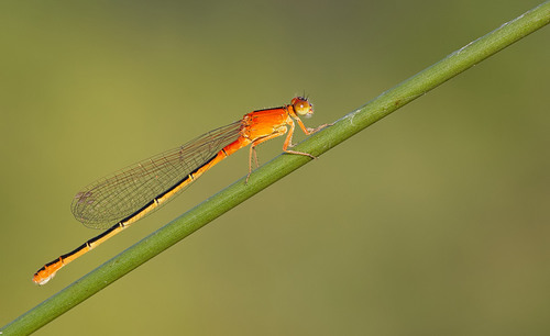 Scarce Blue-tailed Damselfly