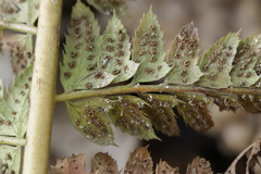 Milesina vogesiaca