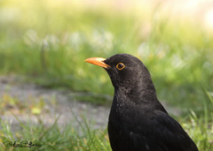 Turdus merula