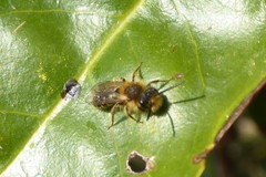 Andrena scotica