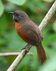 Synallaxis erythrothorax