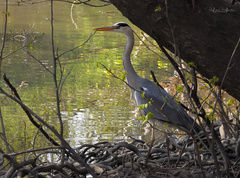 Ardea cinerea