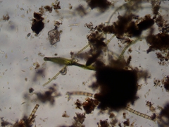 Lepocinclis helicoideus
