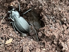 Carabus vinctus