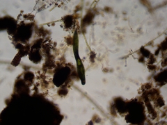 Lepocinclis helicoideus
