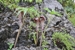 Arisaema ciliatum