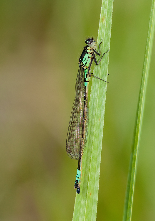Norfolk damselfly