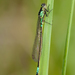 Norfolk Damselfly - Photo (c) Paul Cools, some rights reserved (CC BY-NC), uploaded by Paul Cools