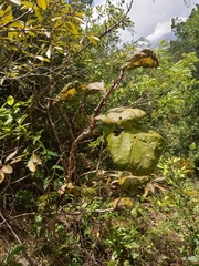 Coccoloba pubescens