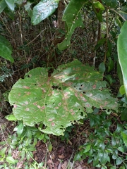 Coccoloba pubescens
