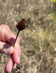 Xyris caroliniana