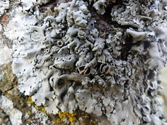 Parmelina carporrhizans