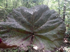 Coccoloba pubescens