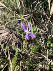 Viola septemloba