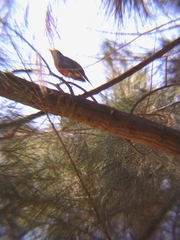 Turdus rufopalliatus