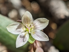 Claytonia rosea