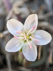 Claytonia rosea