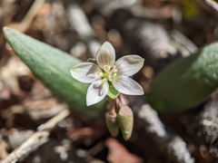 Claytonia rosea