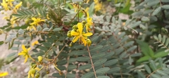 Senna aymara