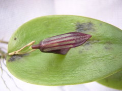 Acianthera serpentula