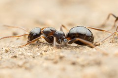 Formica neogagates