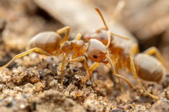 Lasius pallitarsis