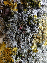 Laetisaria lichenicola