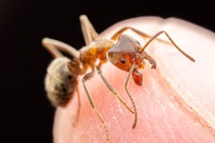 Liometopum apiculatum