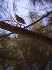 Turdus rufopalliatus