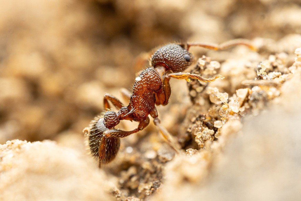 Wide-faced Ant