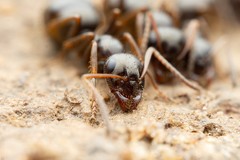 Formica neogagates