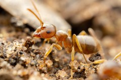 Lasius pallitarsis