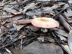 Russula lenkunya
