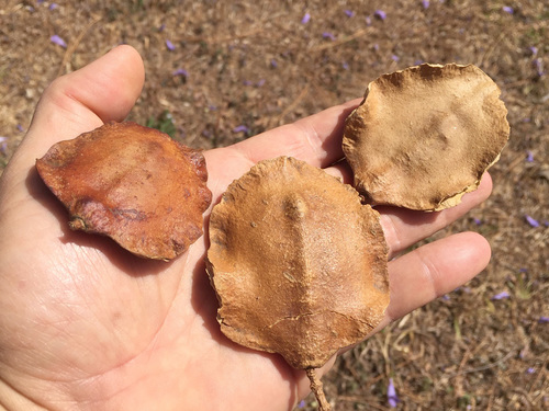 Jacaranda mimosifolia - Flowers