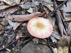 Russula lenkunya