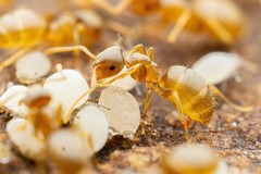 Lasius sitiens