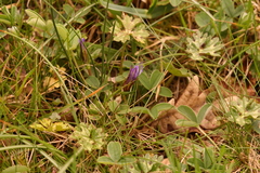 Romulea bulbocodium