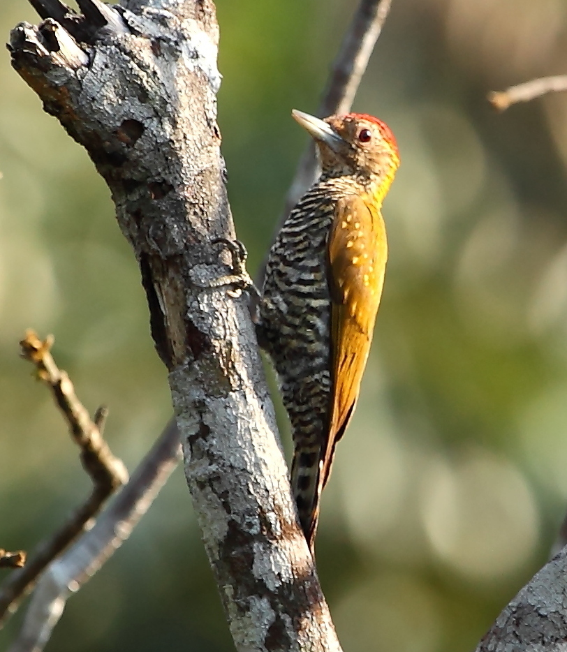 Golden-collared Woodpecker
