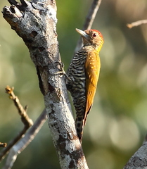 Golden-Collared Woodpecker photo 3