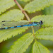 Spearhead Bluet - Photo (c) Paul Cools, some rights reserved (CC BY-NC), uploaded by Paul Cools