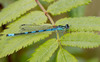 Spearhead Bluet - Photo (c) Paul Cools, some rights reserved (CC BY-NC), uploaded by Paul Cools
