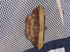 Hemeroblemma numeria