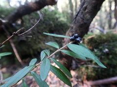 Pimelea drupacea