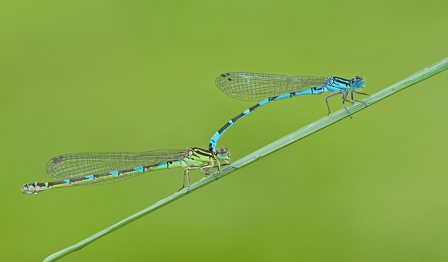 Ornate Bluet