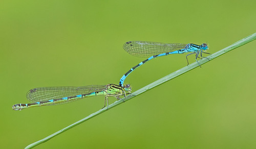 Ornate Bluet