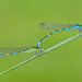 Ornate Bluet - Photo (c) Paul Cools, some rights reserved (CC BY-NC), uploaded by Paul Cools