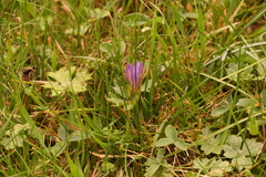 Romulea bulbocodium