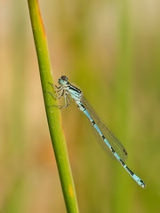 Coenagrion mercuriale
